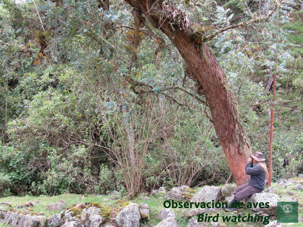 Birdglamping Los Arboles Hotel Salento Exterior foto